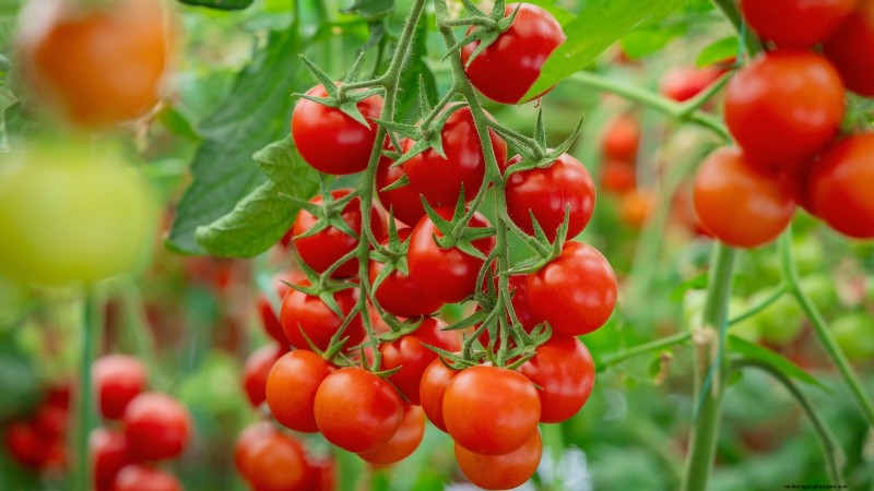 11 unverzichtbare Survival-Gartensamen für den Frühling – sorgen Sie für Ernährungssicherheit 