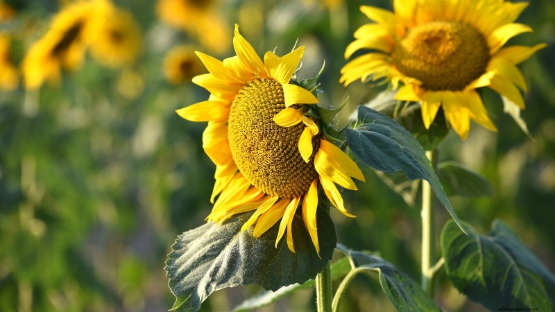 11 unverzichtbare Survival-Gartensamen für den Frühling – sorgen Sie für Ernährungssicherheit 