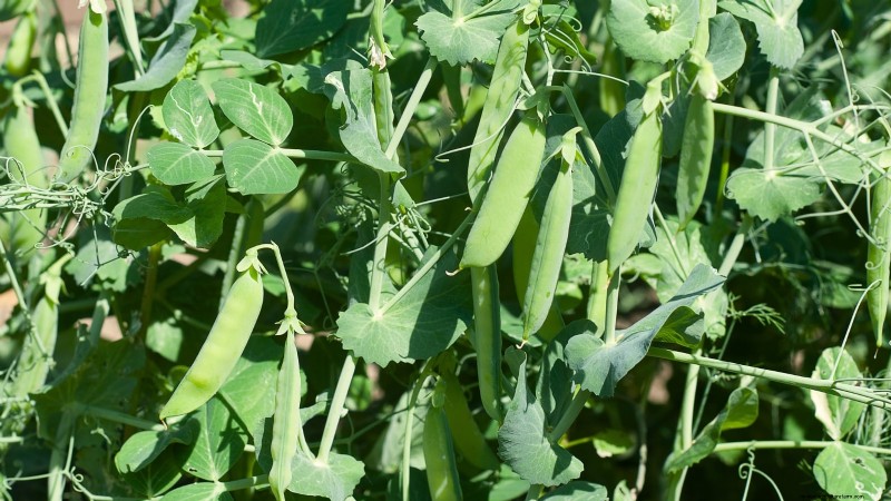 11 unverzichtbare Survival-Gartensamen für den Frühling – sorgen Sie für Ernährungssicherheit 