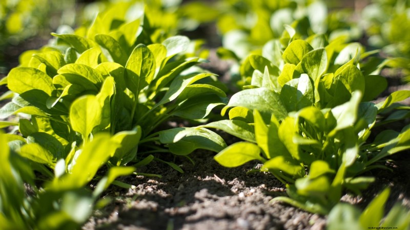 11 unverzichtbare Survival-Gartensamen für den Frühling – sorgen Sie für Ernährungssicherheit 