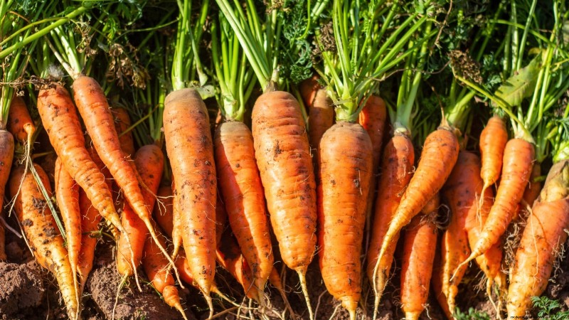 11 unverzichtbare Survival-Gartensamen für den Frühling – sorgen Sie für Ernährungssicherheit 