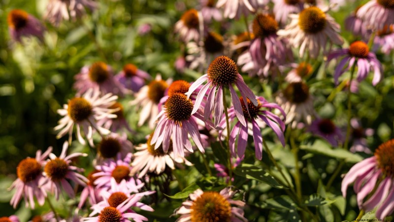 11 unverzichtbare Survival-Gartensamen für den Frühling – sorgen Sie für Ernährungssicherheit 