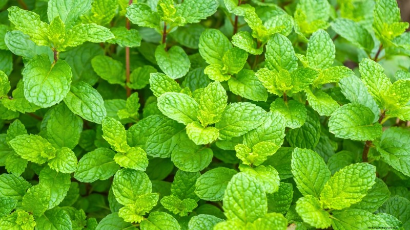 11 unverzichtbare Survival-Gartensamen für den Frühling – sorgen Sie für Ernährungssicherheit 