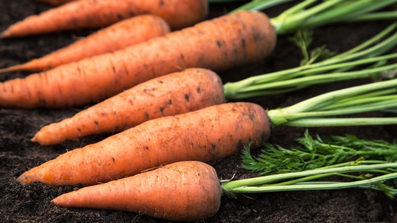 Bauen Sie Ihre eigenen Lebensmittel an:11 Pflanzen, mit denen Sie bei Lebensmitteln sparen können 