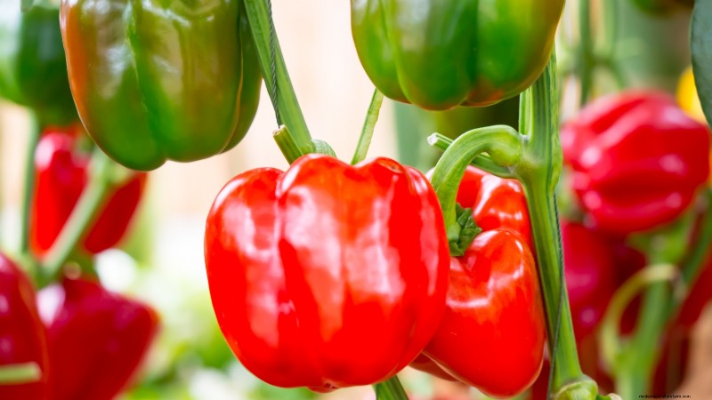 Bauen Sie Ihre eigenen Lebensmittel an:11 Pflanzen, mit denen Sie bei Lebensmitteln sparen können 