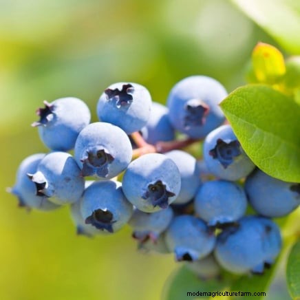I migliori cespugli di bacche da piantare in primavera:una guida per principianti 