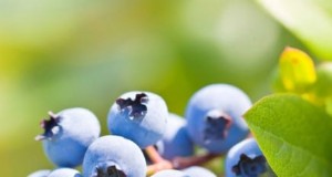 Beste bessenstruiken om in de lente te planten:een beginnershandleiding 