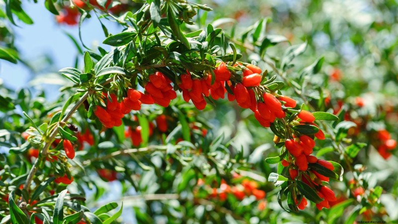 I migliori cespugli di bacche da piantare in primavera:una guida per principianti 