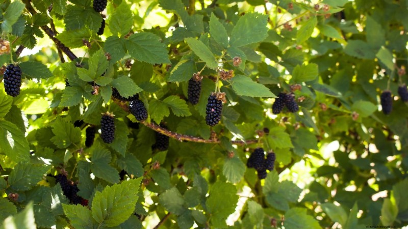 I migliori cespugli di bacche da piantare in primavera:una guida per principianti 