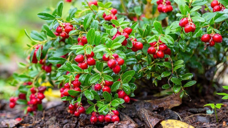 I migliori cespugli di bacche da piantare in primavera:una guida per principianti 