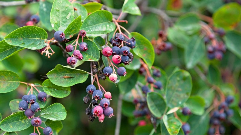 I migliori cespugli di bacche da piantare in primavera:una guida per principianti 
