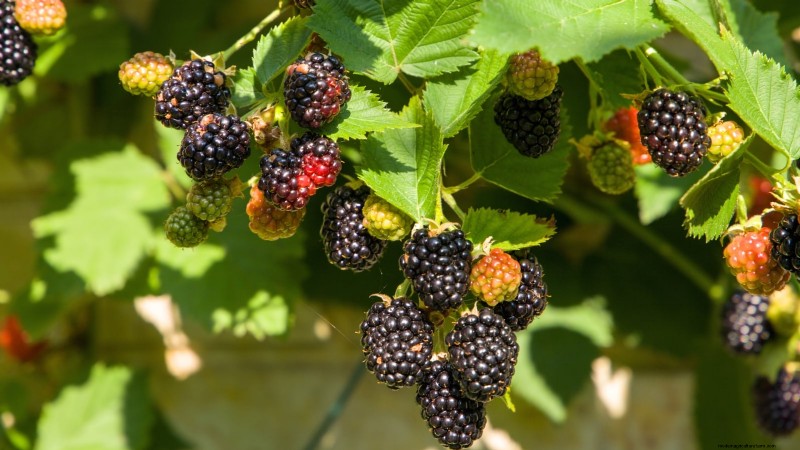 I migliori cespugli di bacche da piantare in primavera:una guida per principianti 