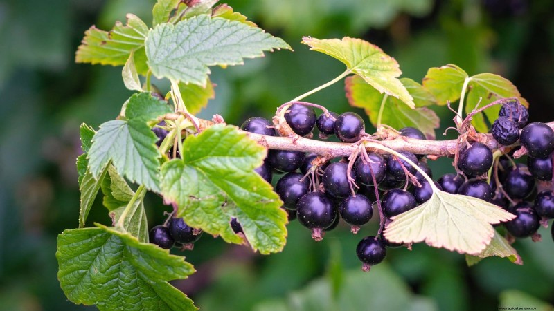 I migliori cespugli di bacche da piantare in primavera:una guida per principianti 