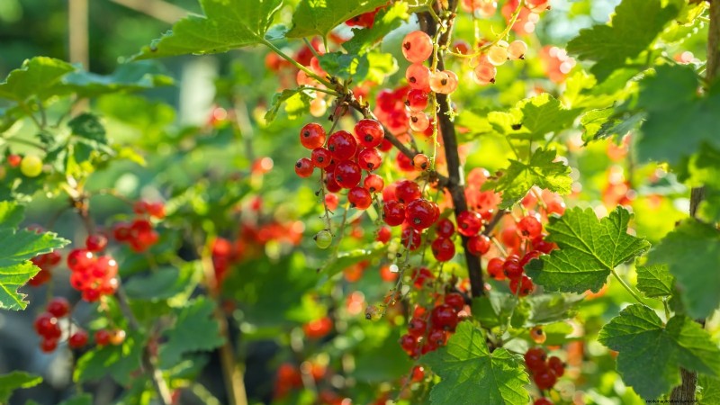 I migliori cespugli di bacche da piantare in primavera:una guida per principianti 