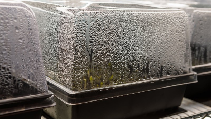 自宅で食べ物を育てる:裏庭サバイバルガーデニングの初心者ガイド 