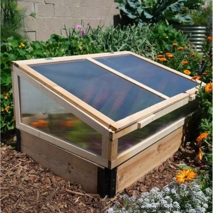 Cultivo de espárragos en camas elevadas:beneficios y consejos 