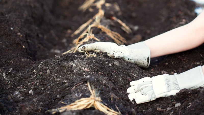 Cultivo de espárragos en camas elevadas:beneficios y consejos 