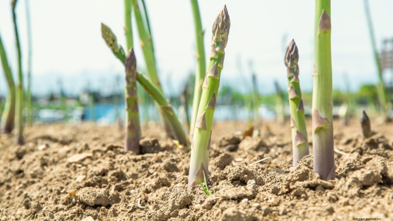 Cultivo de espárragos en camas elevadas:beneficios y consejos 