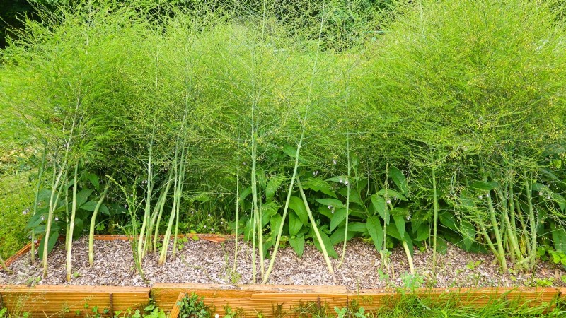 Cultivo de espárragos en camas elevadas:beneficios y consejos 