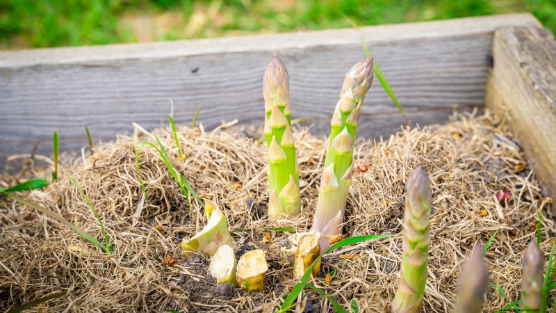 Cultivo de espárragos en camas elevadas:beneficios y consejos 