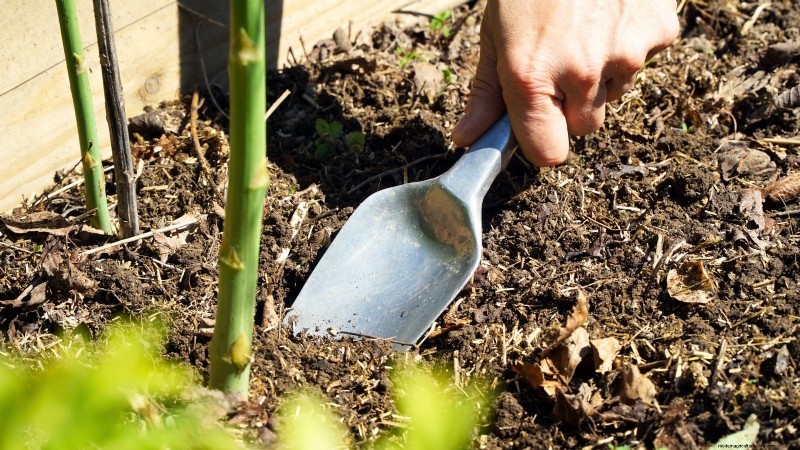 Cultivo de espárragos en camas elevadas:beneficios y consejos 
