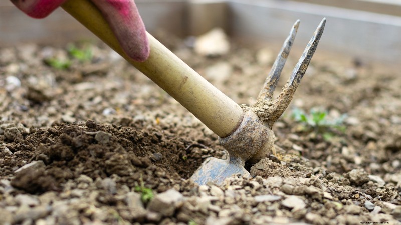 Cultivo de espárragos en camas elevadas:beneficios y consejos 
