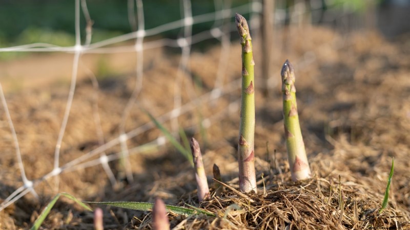 Cultivo de espárragos en camas elevadas:beneficios y consejos 