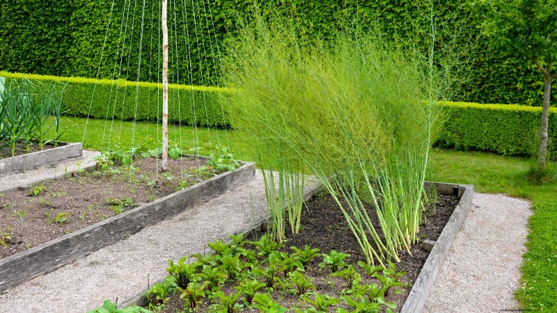 Cultivo de espárragos en camas elevadas:beneficios y consejos 