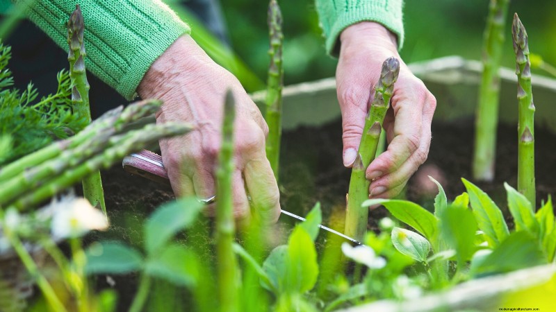 Cultivo de espárragos en camas elevadas:beneficios y consejos 