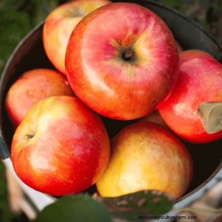 Pemangkasan Pohon Buah Musim Dingin:Panduan Komprehensif 