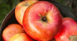 Wintersnoeifruitbomen:een uitgebreide gids 