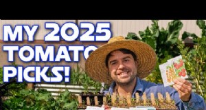 Cultivo de tomates durante todo el año:una estrategia sencilla de siembra sucesiva 