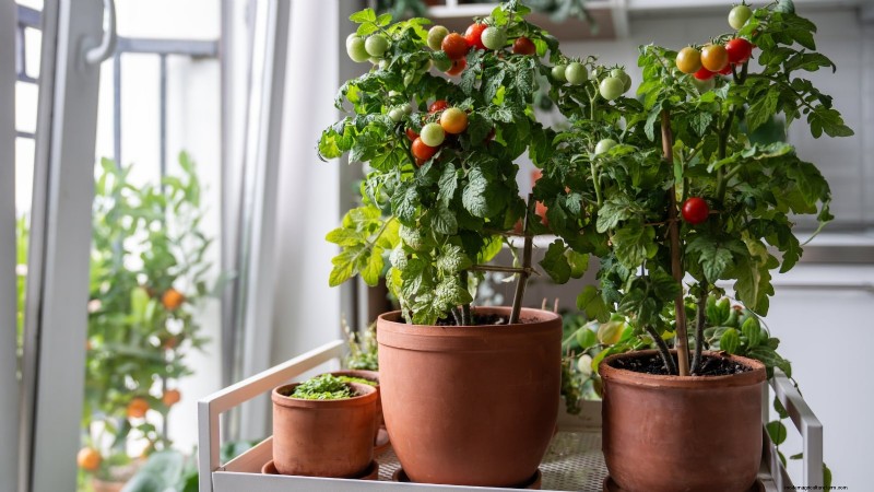 Prevención de plántulas de piernas largas:una guía para el jardinero 