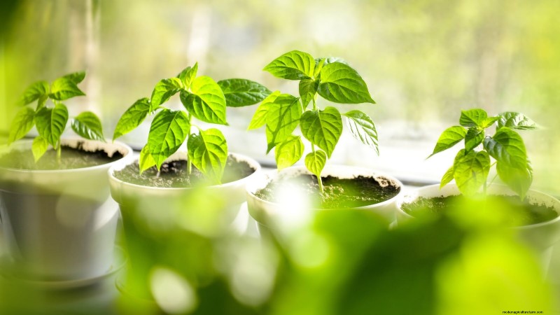 Prevención de plántulas de piernas largas:una guía para el jardinero 