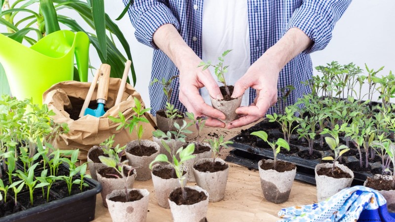 Prevención de plántulas de piernas largas:una guía para el jardinero 