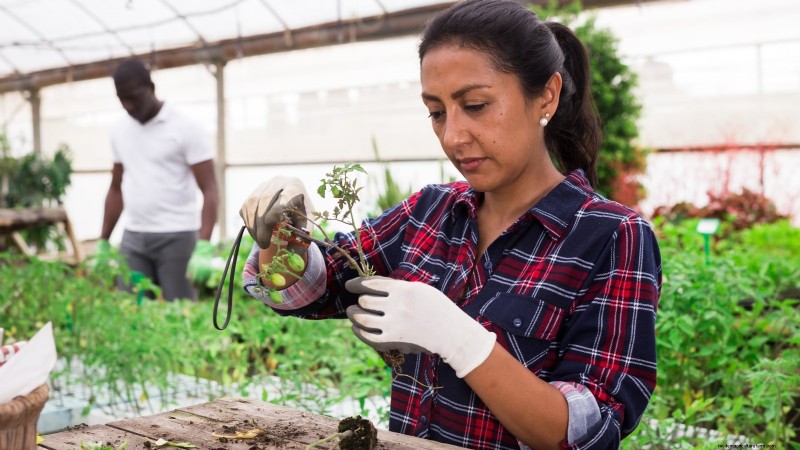 Prevención de plántulas de piernas largas:una guía para el jardinero 
