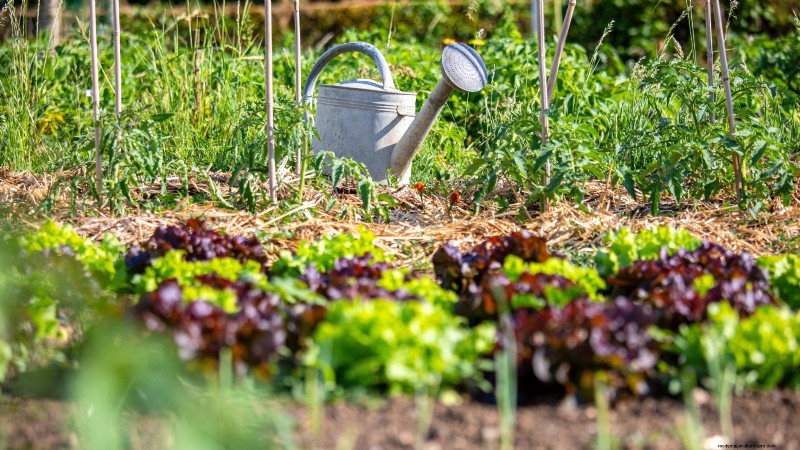 Construa um jardim de sobrevivência resiliente:segurança alimentar e autossuficiência