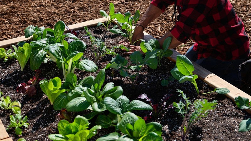 Construa um jardim de sobrevivência resiliente:segurança alimentar e autossuficiência