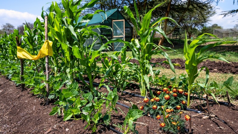 Construa um jardim de sobrevivência resiliente:segurança alimentar e autossuficiência