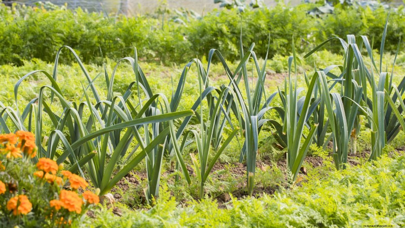 Construa um jardim de sobrevivência resiliente:segurança alimentar e autossuficiência