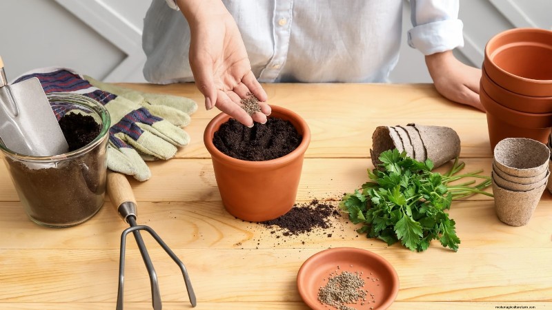 Guida alla coltivazione del prezzemolo indoor:7 consigli degli esperti per le erbe fresche 