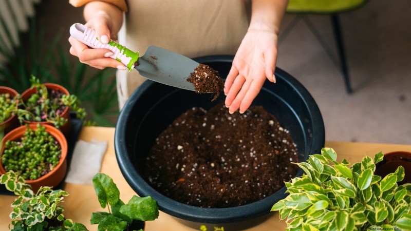 Guida alla coltivazione del prezzemolo indoor:7 consigli degli esperti per le erbe fresche 