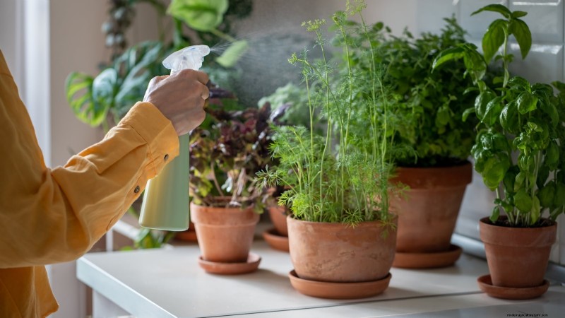 Guida alla coltivazione del prezzemolo indoor:7 consigli degli esperti per le erbe fresche 