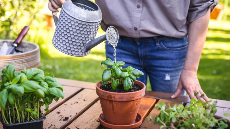Jardinagem de ervas internas:solução de problemas e soluções comuns