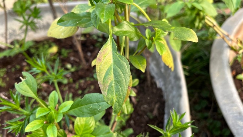 Jardinagem de ervas internas:solução de problemas e soluções comuns