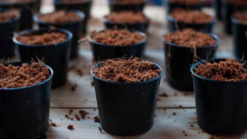 Jardinagem de ervas internas:solução de problemas e soluções comuns