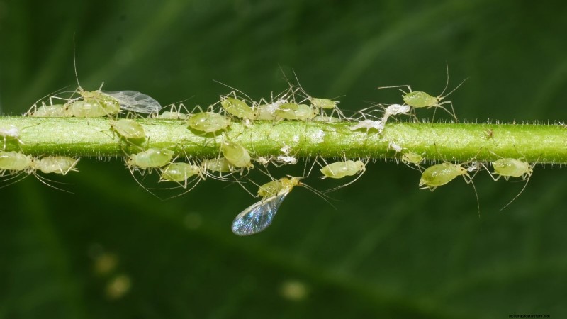 Jardinagem de ervas internas:solução de problemas e soluções comuns