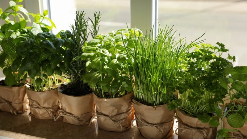 Jardinagem de ervas internas:solução de problemas e soluções comuns