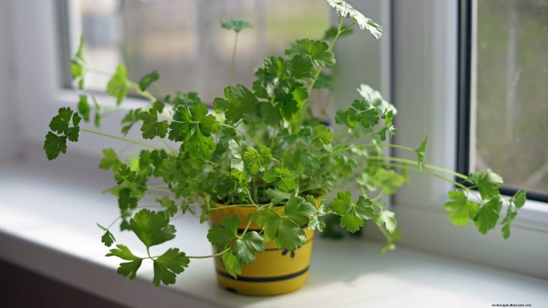 Jardinagem de ervas internas:solução de problemas e soluções comuns