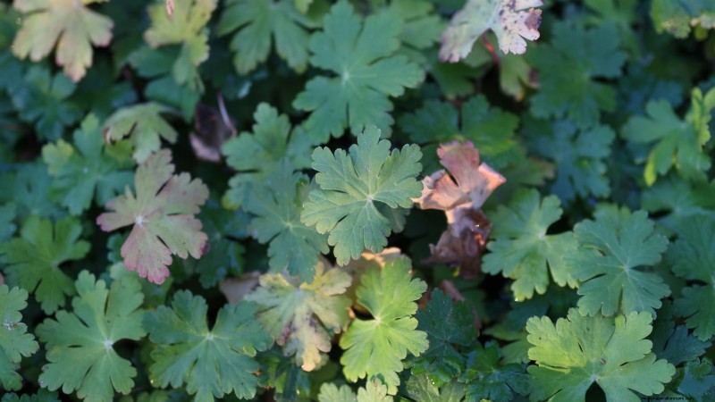 Jardinagem de ervas internas:solução de problemas e soluções comuns